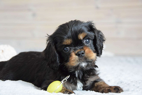 Кавалер Кинг Чарльз Спаниель щенки