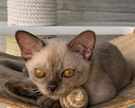 Кошки в Москве: Бурманский котенок Мальчик, Бесплатно - фото 3