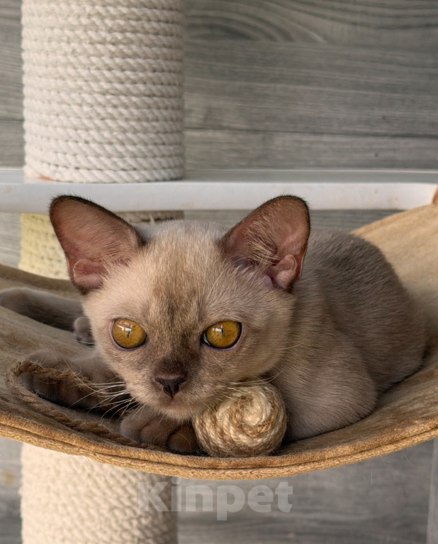 Кошки в Москве: Бурманский котенок Мальчик, Бесплатно - фото 3