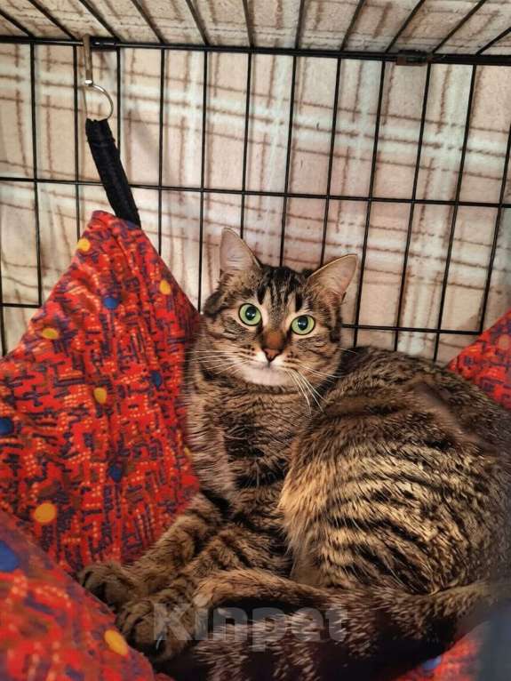 Кошки в Москве: Кошка Пикси ищет дом  Девочка, Бесплатно - фото 4