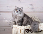Кошки в Санкт-Петербурге: Шикарный британский длинношерстный котик Мальчик, Бесплатно - фото 2