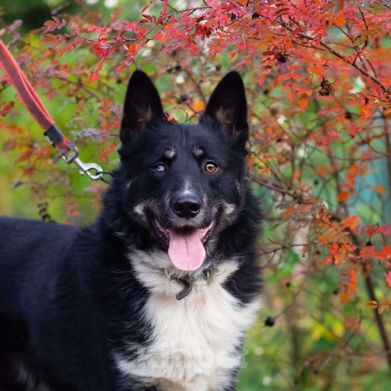 Собаки в Санкт-Петербурге: Роскошный молодой пёс Мальчик, Бесплатно - фото 3