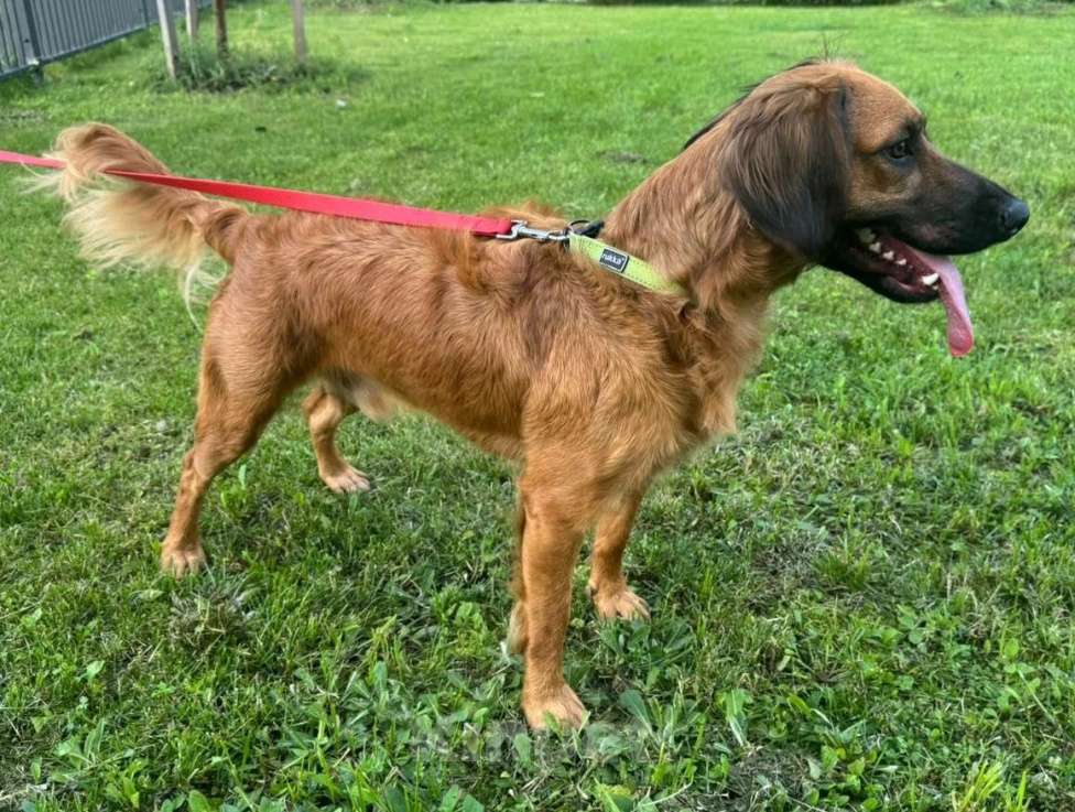 Собаки в Москве: Рыжий щенок в дар Мальчик, Бесплатно - фото 3