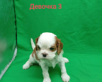 Собаки в Москве: Щенки кавалер Кинг Чарльз спаниель  Девочка, 63 000 руб. - фото 2