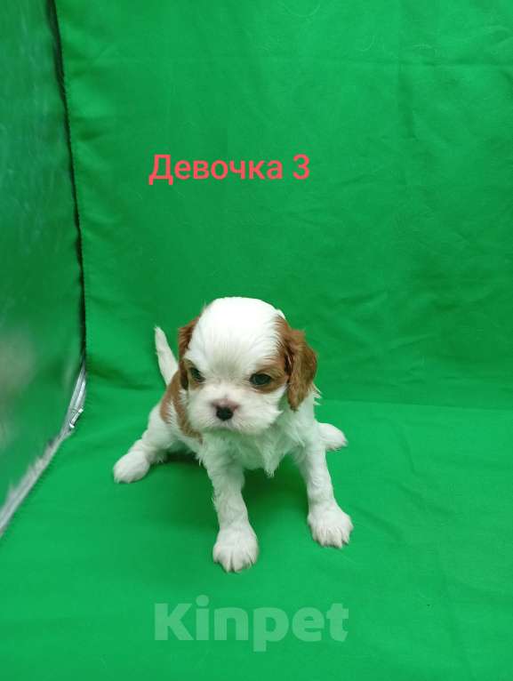 Собаки в Москве: Щенки кавалер Кинг Чарльз спаниель  Девочка, 63 000 руб. - фото 2
