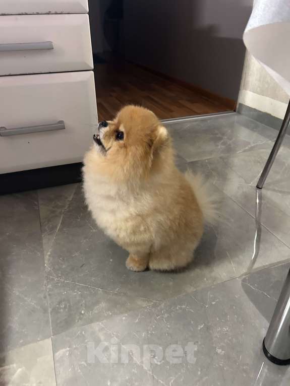 Собаки в Москве: Померанский мини шпиц, взрослый кабель готов для вязки  Мальчик, 6 000 руб. - фото 2