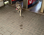 Собаки в Видном: Порода собаки не верная, собака ходит по платформе Расторгуево, Видное, ищет хозяина Девочка, 1 руб. - фото 1