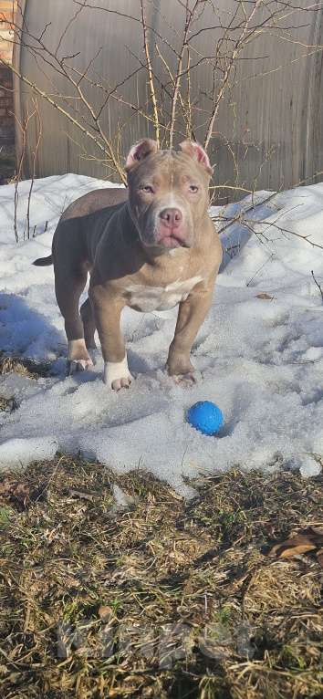 Собаки в других городах Тверской области: Американский булли щенок Мальчик, 100 000 руб. - фото 1