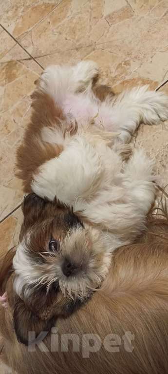 Собаки в Санкт-Петербурге: Мальчик ши-тцу в коричневом плаще  Мальчик, 40 000 руб. - фото 3