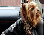 Собаки в Абакане: Вязка собаки йорка, 3 000 руб. - фото 2