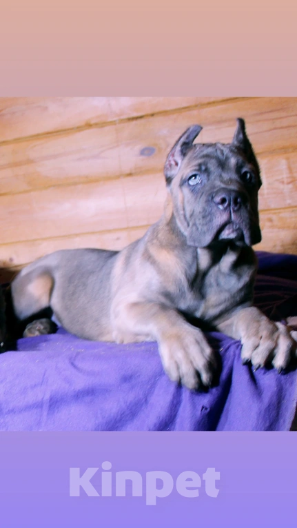 Собаки в других городах Ярославской области: Девочка -корсо Девочка, 100 000 руб. - фото 1