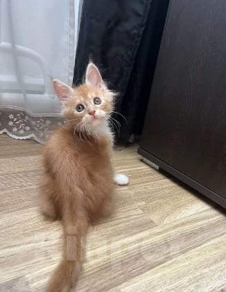 Кошки в Балашихе: Рыжий мальчик мейн-кун Мальчик, 35 000 руб. - фото 3