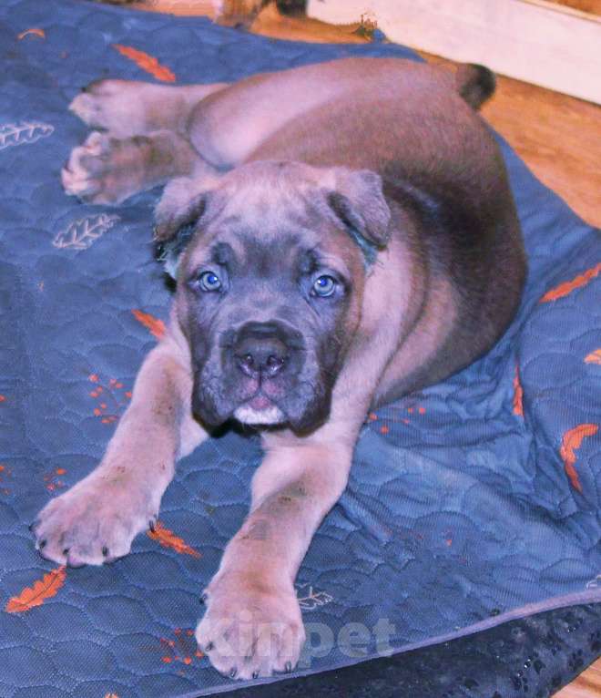 Собаки в Москве: Кане корсо. Мальчик и девочки. Мальчик, 70 000 руб. - фото 1