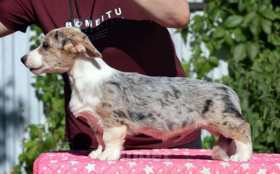 Собаки в Москве: Вельш корги кардиган  Мальчик, 80 000 руб. - фото 3