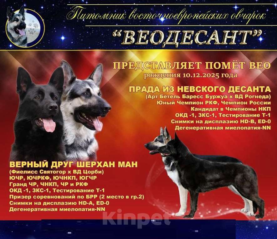 Собаки в Санкт-Петербурге: Ф... Из Звёздного Десанта  Девочка, 40 000 руб. - фото 3