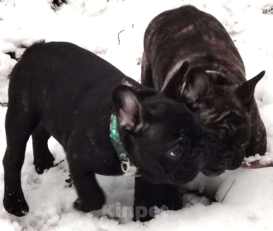 Собаки в Санкт-Петербурге: Щенки французского бульдога  Мальчик, Бесплатно - фото 2