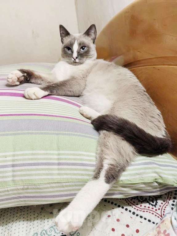 Кошки в Москве: Не просто кот, а верный компаньон ищет дом Мальчик, Бесплатно - фото 2