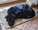 Собаки в Краснодаре: Метис шарпея, чудесная девочка Девочка, Бесплатно - фото 3