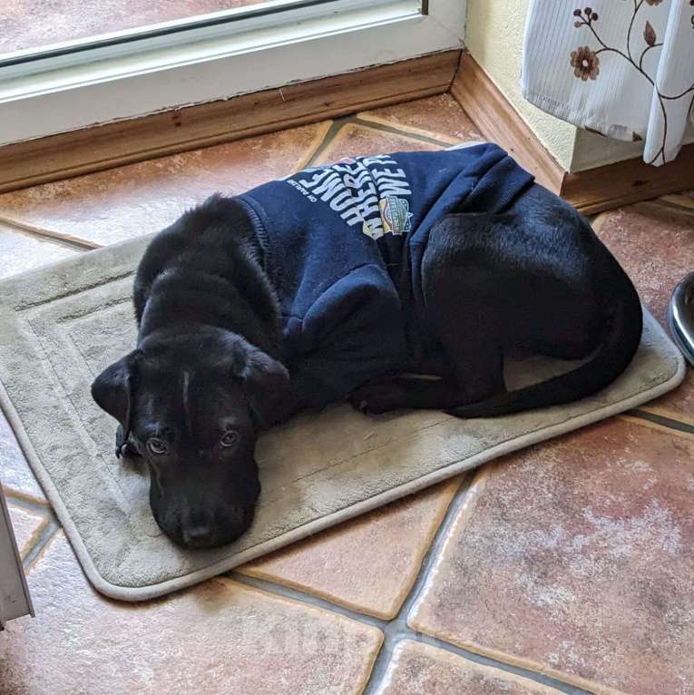 Собаки в Краснодаре: Метис шарпея, чудесная девочка Девочка, Бесплатно - фото 3