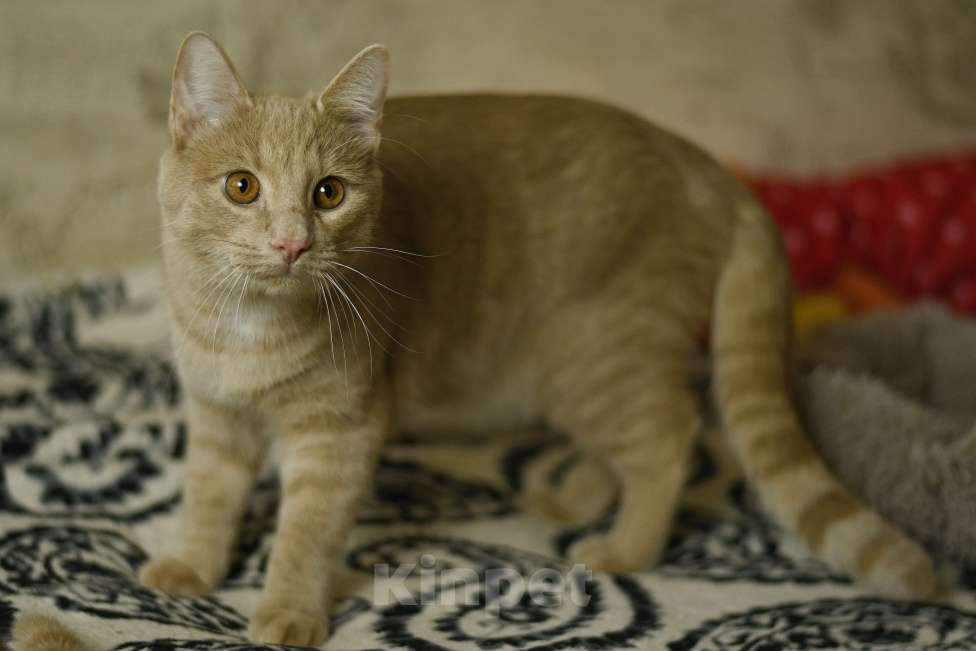 Кошки в Москве: котенок Сырник в добрые руки Мальчик, Бесплатно - фото 4