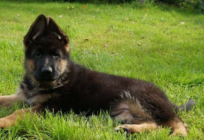 Собаки в Санкт-Петербурге: Щенки немецкой овчарки,  документы РКФ- FCI Мальчик, 45 000 руб. - фото 3