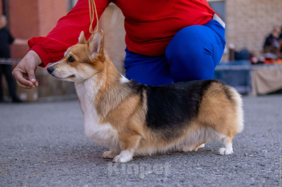 Собаки в Волгодонске: малыши в продаже Мальчик, Бесплатно - фото 4