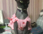 Кошки в Краснодаре: Эльф котятки Девочка, Бесплатно - фото 3