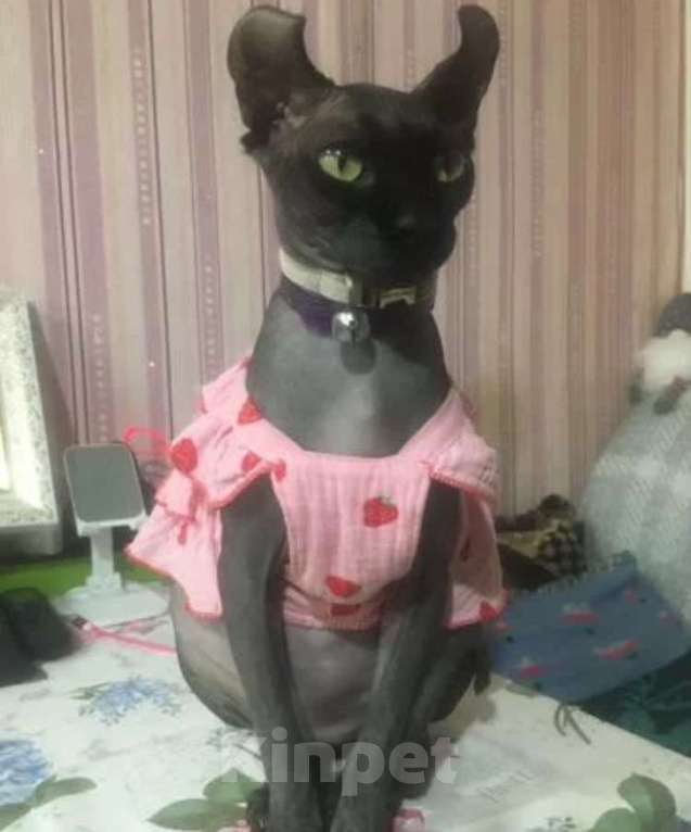 Кошки в Краснодаре: Эльф котятки Девочка, Бесплатно - фото 3