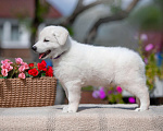 Собаки в Всеволожске: Высокопородный щенок белой швейцарской овчарки мальчик 2 Мальчик, 70 000 руб. - фото 3
