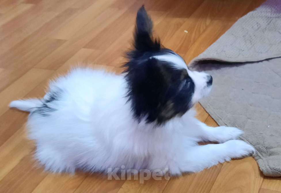 Собаки в Волгодонске: Бенджамин Мальчик, 50 000 руб. - фото 3