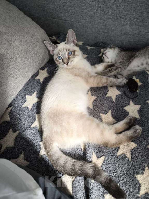Кошки в Москве: Тайский котенок Пацан в добрые руки Мальчик, 1 руб. - фото 2