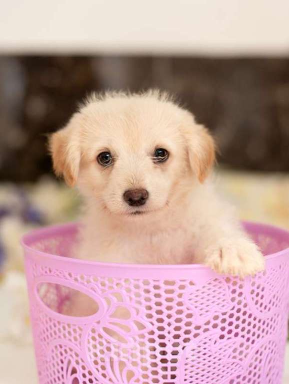 Собаки в Москве: Белые щенки от болонки и вельш корги в добрые руки Девочка, Бесплатно - фото 9