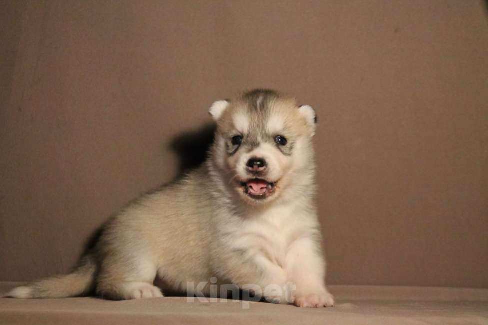 Собаки в Москве: Девочка хаски Девочка, 1 000 руб. - фото 2