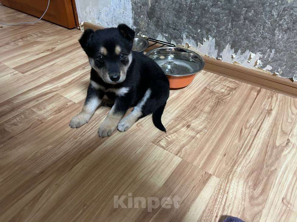 Собаки в Заречном: Щенок Немецкой овчарки Девочка, 4 000 руб. - фото 3