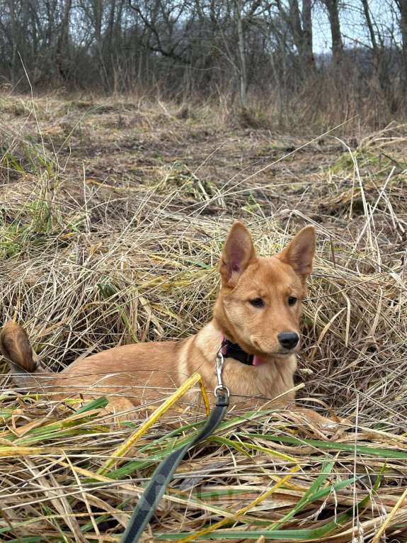 Собаки в Лосином-Петровском: Фанта в добрые руки якутенок Девочка, Бесплатно - фото 3