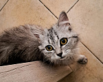 Кошки в Одинцово: Кошечка в добрые руки Девочка, Бесплатно - фото 3