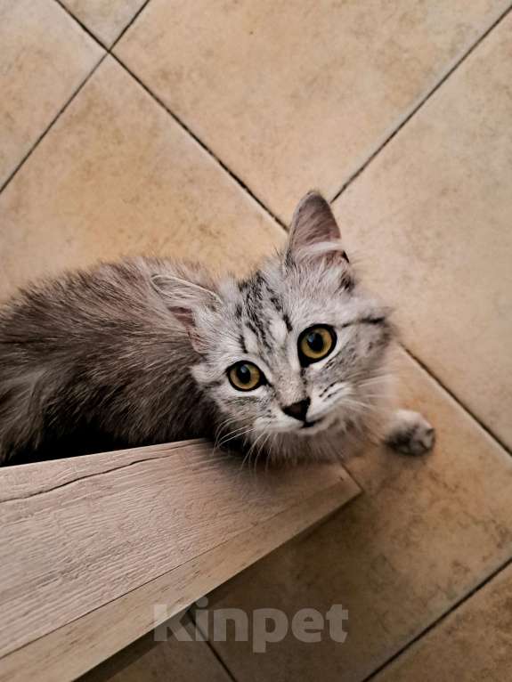 Кошки в Одинцово: Кошечка в добрые руки Девочка, Бесплатно - фото 3