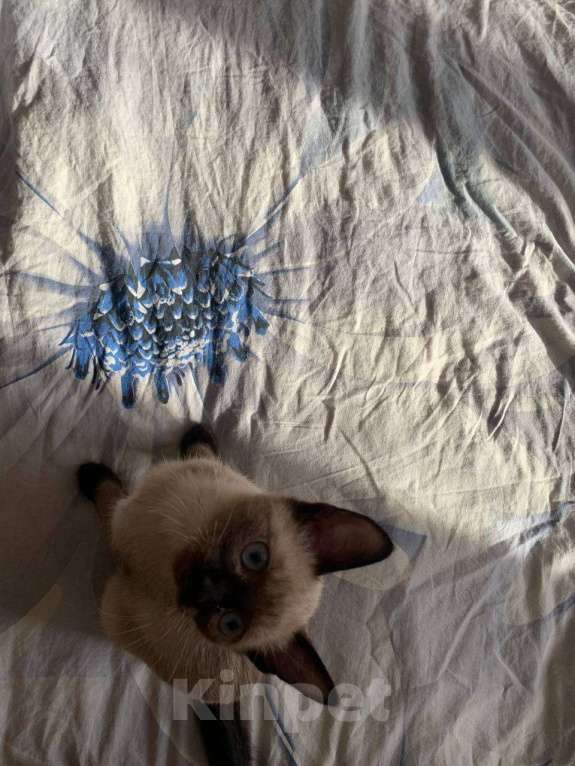 Кошки в Омске: Сиамский котенок Девочка, 1 руб. - фото 3