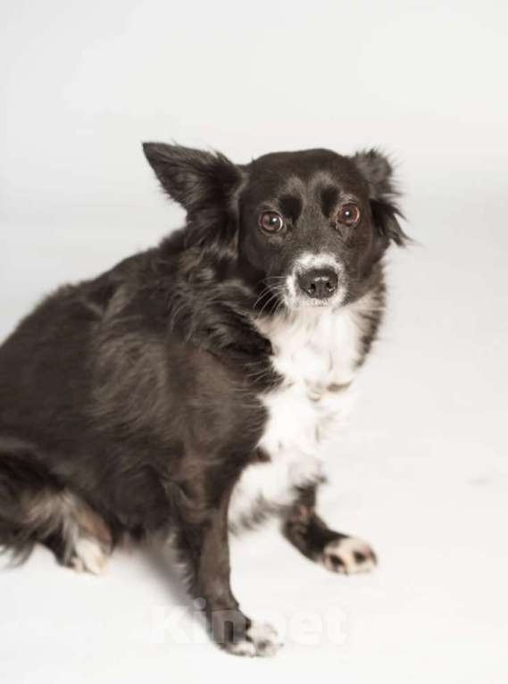 Собаки в Москве: Метис длинношерстной чихуахуа Муся в добрые руки Девочка, 1 руб. - фото 4