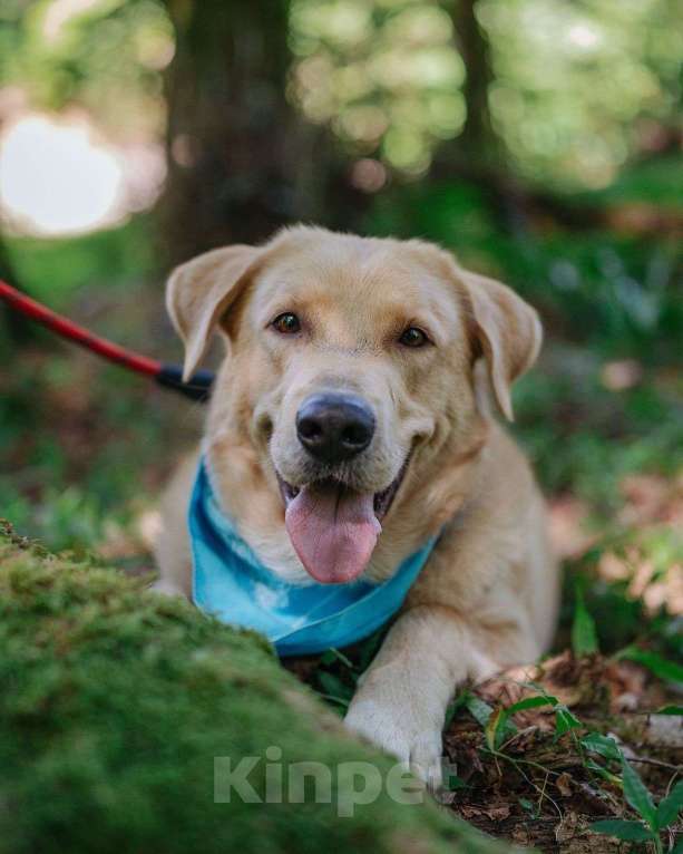 Собаки в Москве: Собака компаньон Мальчик, Бесплатно - фото 7