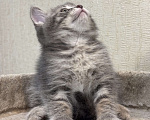 Кошки в Ульяновске: Шотландский котенок  Мальчик, 5 000 руб. - фото 5