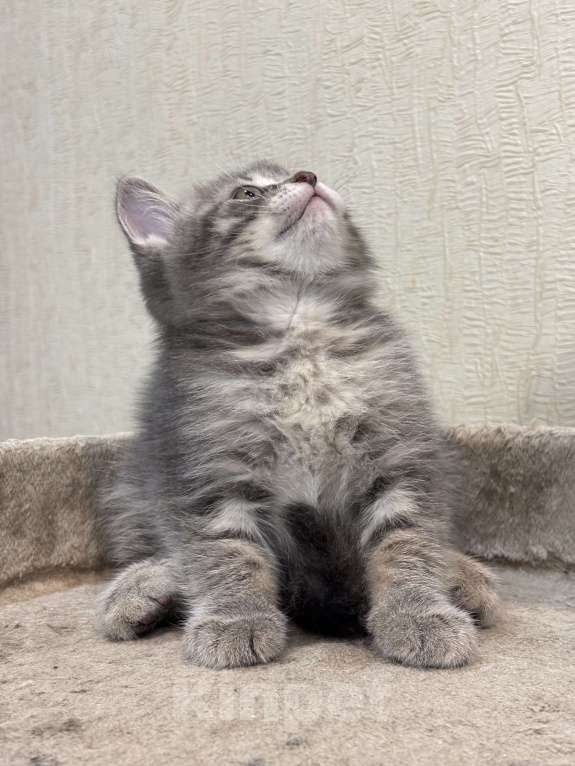 Кошки в Ульяновске: Шотландский котенок  Мальчик, 5 000 руб. - фото 5