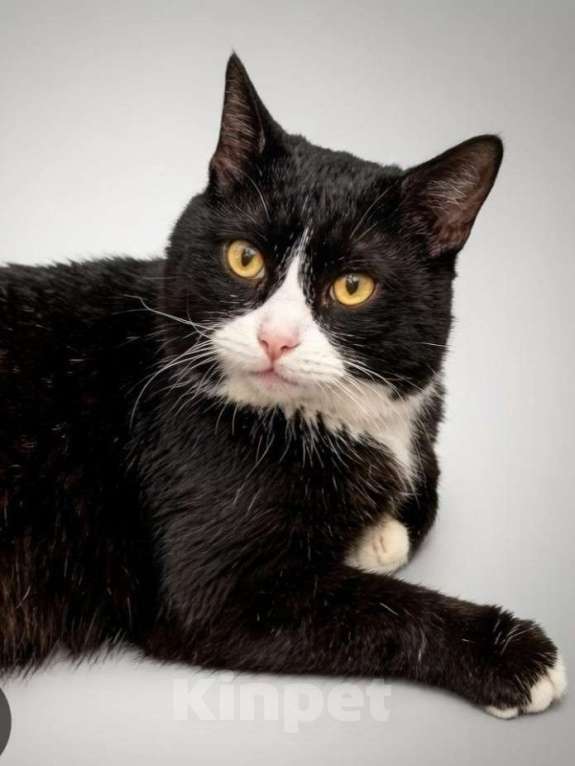 Кошки в Владимире: Тимофей ищет дом. Мальчик, Бесплатно - фото 1