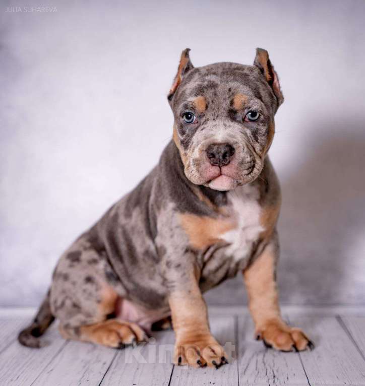 Собаки в Сочи: Щенки, Американские булли Мальчик, Бесплатно - фото 5