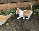 Кошки в Москве: Котенок мальчик Мальчик, Бесплатно - фото 2