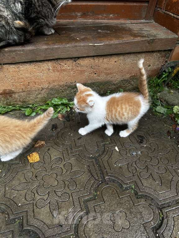 Кошки в Москве: Котенок мальчик Мальчик, Бесплатно - фото 2