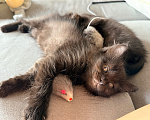 Кошки в Сочи: Котята крысоловы Девочка, 1 руб. - фото 2
