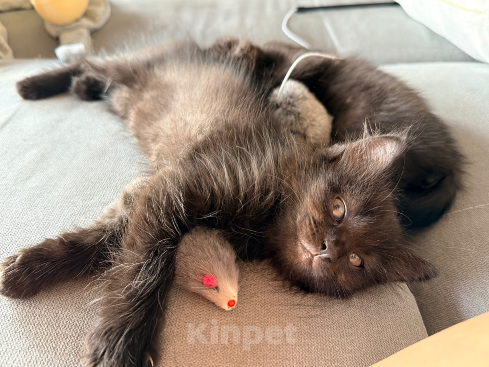Кошки в Сочи: Котята крысоловы Девочка, 1 руб. - фото 2