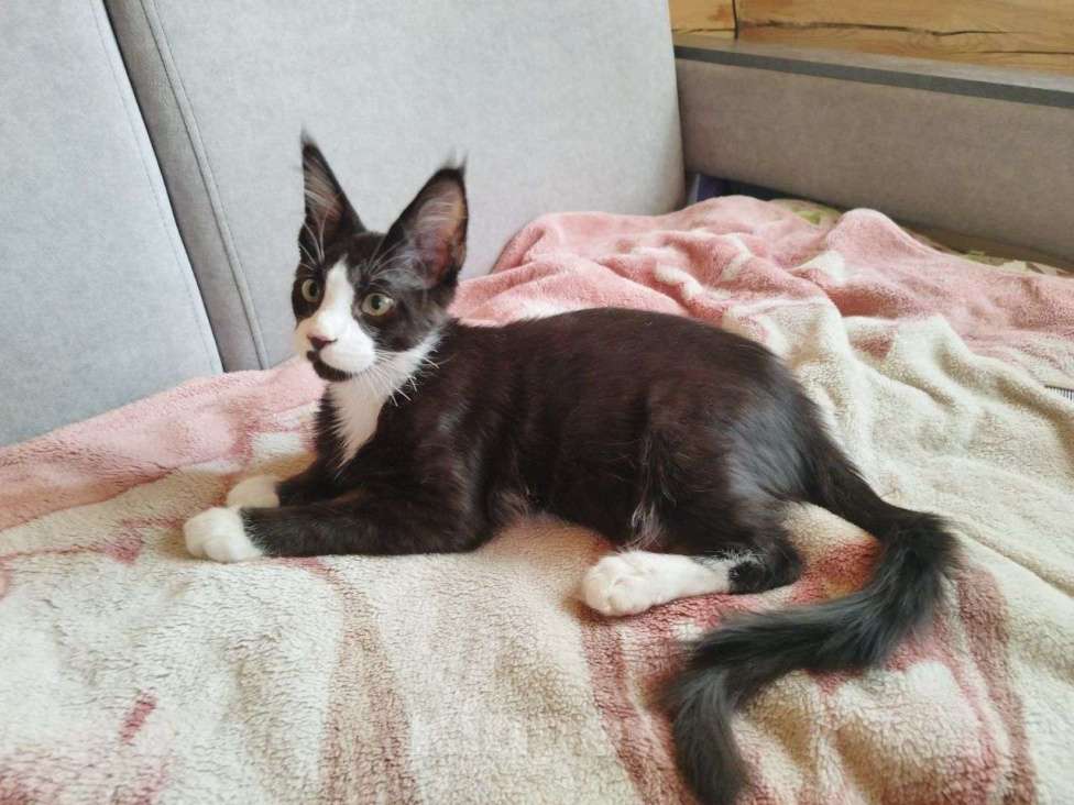 Кошки в Чите: Котенок мейнкун Мальчик, 35 000 руб. - фото 2