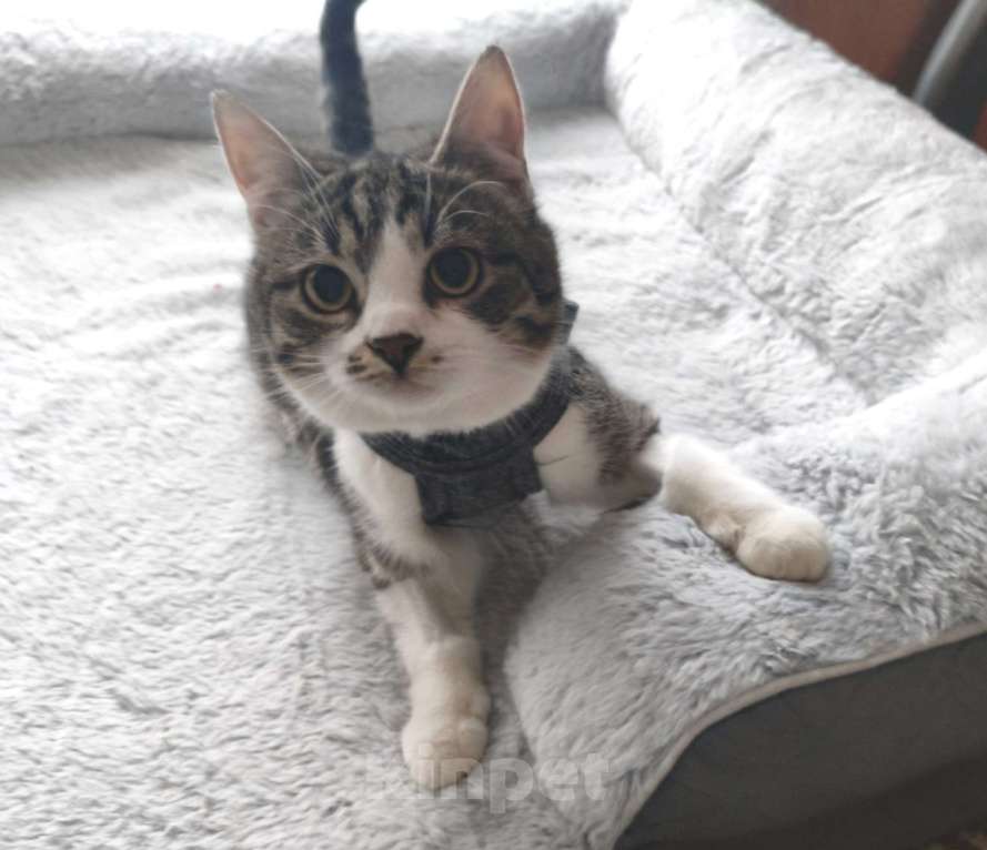 Кошки в Москве: Мега ласковая красотулечка Машенька мечтает о родной семье и доме Девочка, Бесплатно - фото 5